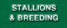 Stallions and Breeding