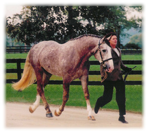 Prescotts Diamond (Paddy)